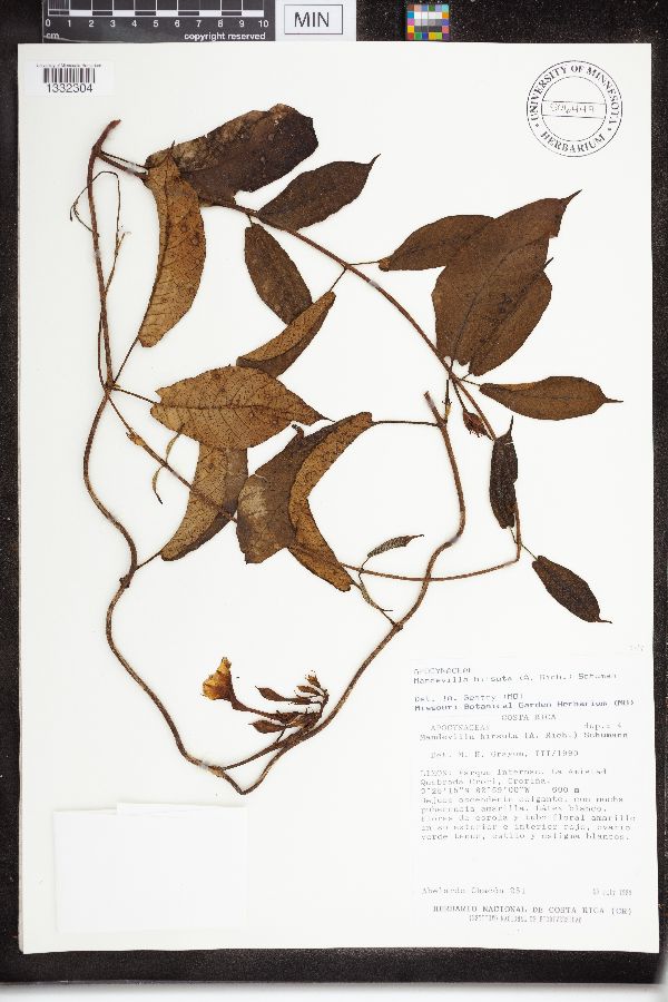 Mandevilla hirsuta image