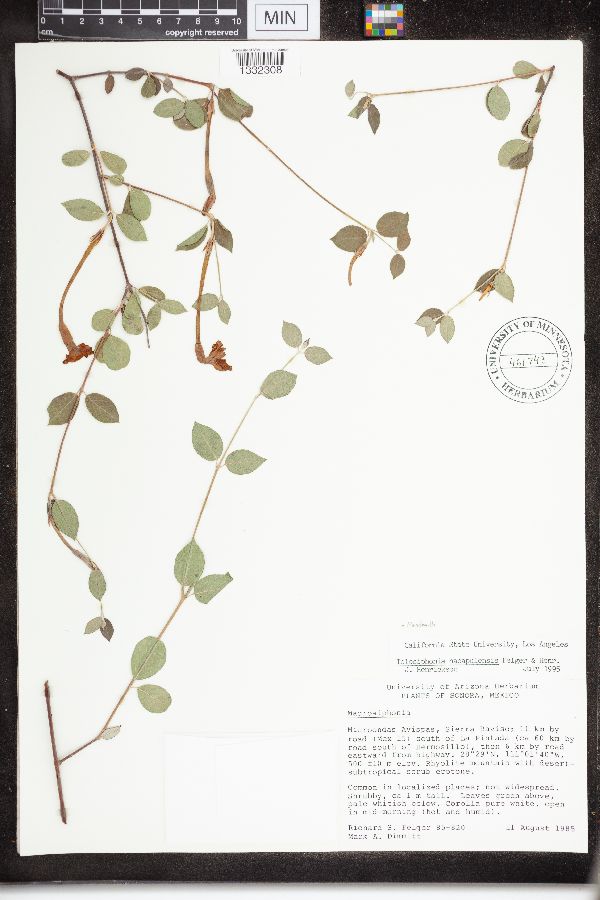 Mandevilla nacapulensis image