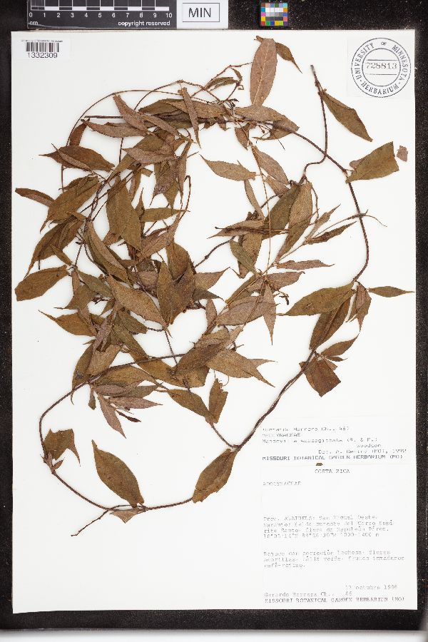 Mandevilla subsagittata image