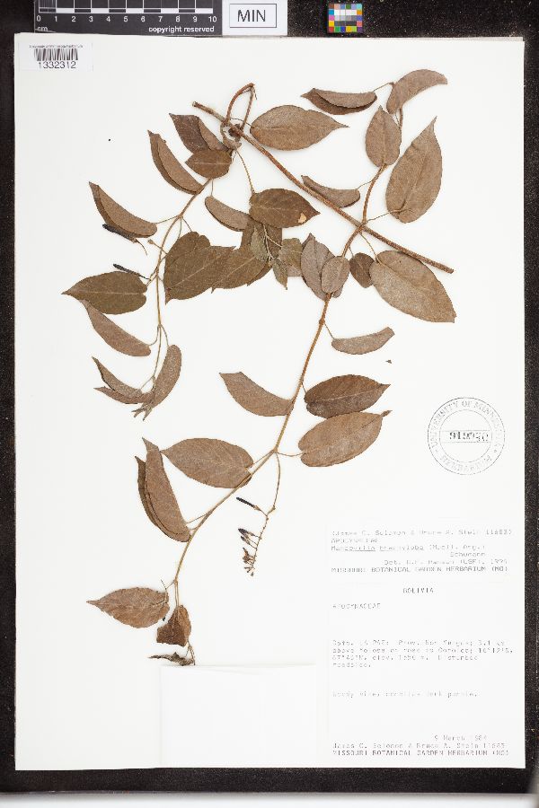 Mandevilla brachyloba image