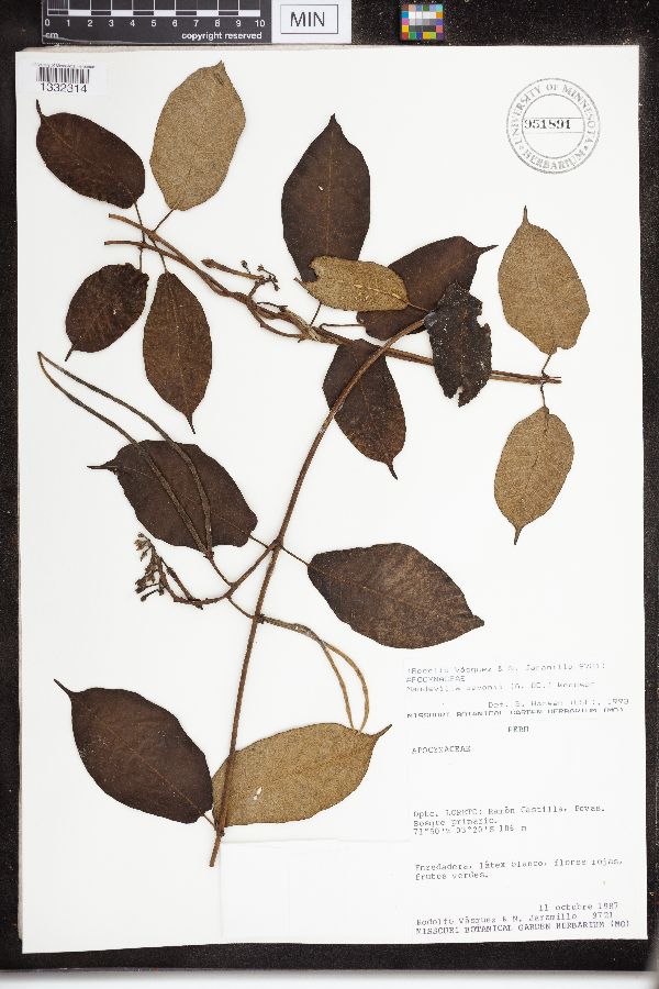 Mandevilla pavonii image