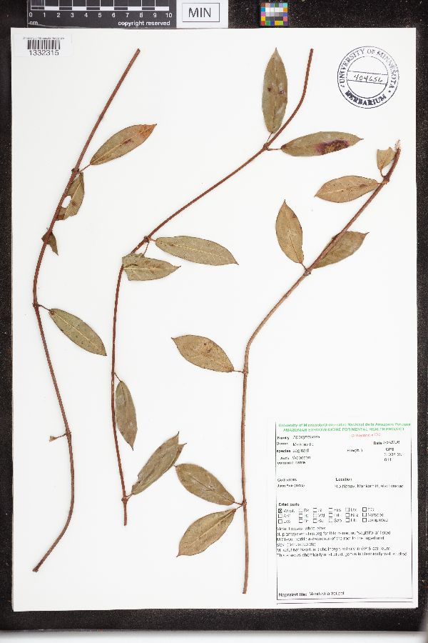 Mandevilla sagittarii image