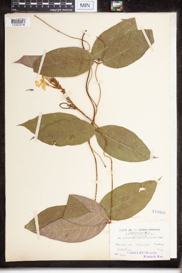 Mandevilla versicolor image