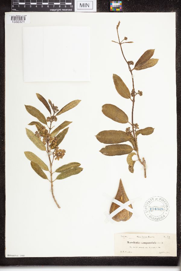 Marsdenia campanulata image