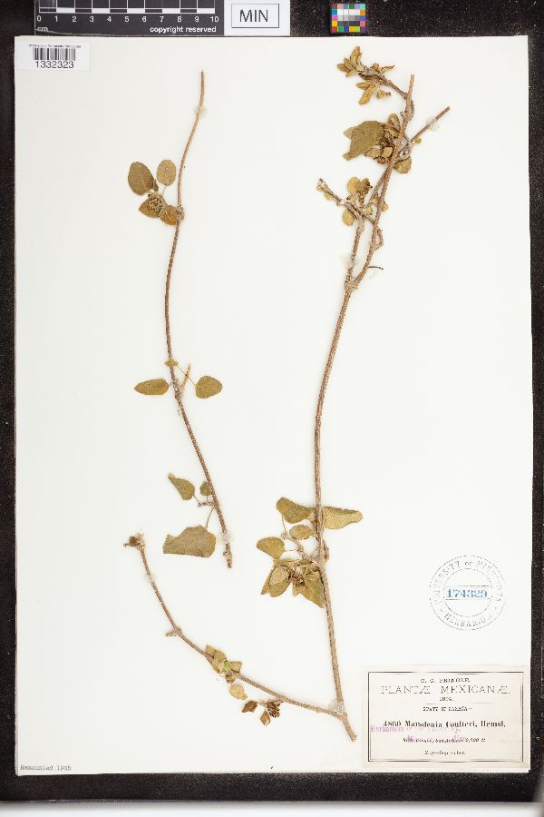 Marsdenia coulteri image