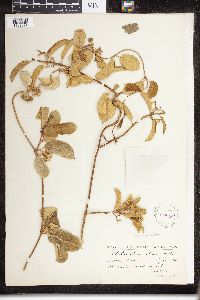 Marsdenia clausa image