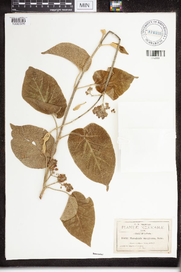 Marsdenia mexicana image