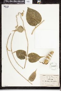 Marsdenia mexicana image