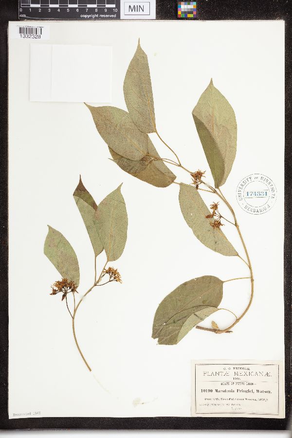 Marsdenia pringlei image