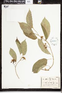 Image of Marsdenia pringlei