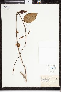 Image of Marsdenia zimapanica