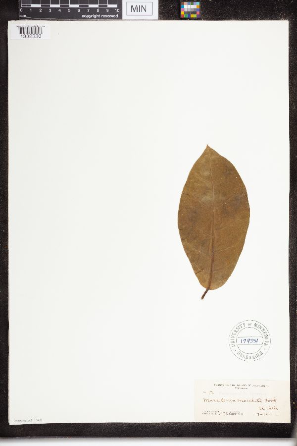 Marsdenia maculata image