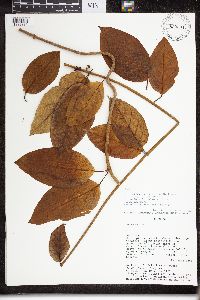 Image of Marsdenia rubrofusca