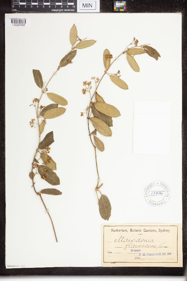 Marsdenia flavescens image