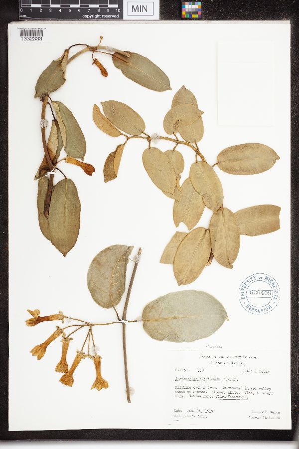Marsdenia floribunda image
