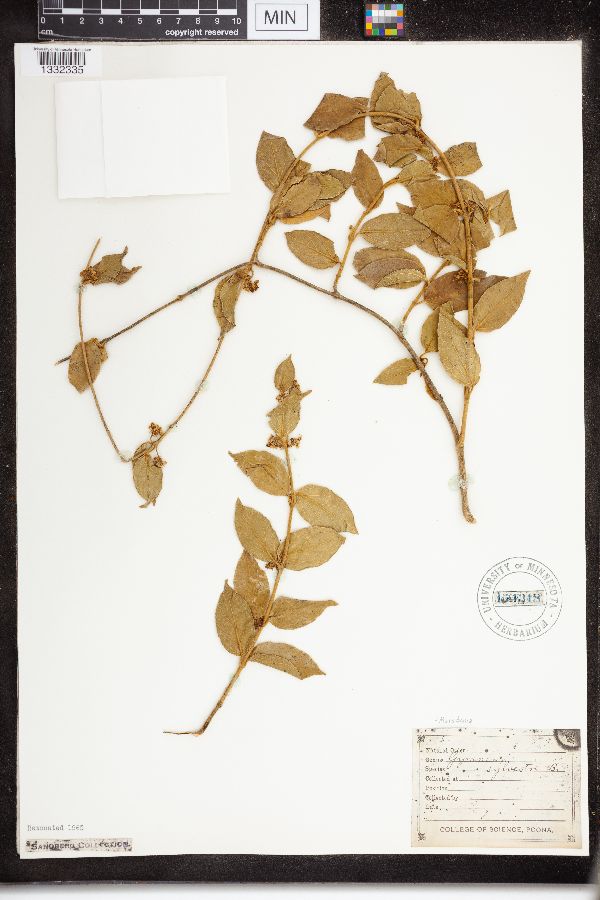 Marsdenia sylvestris image