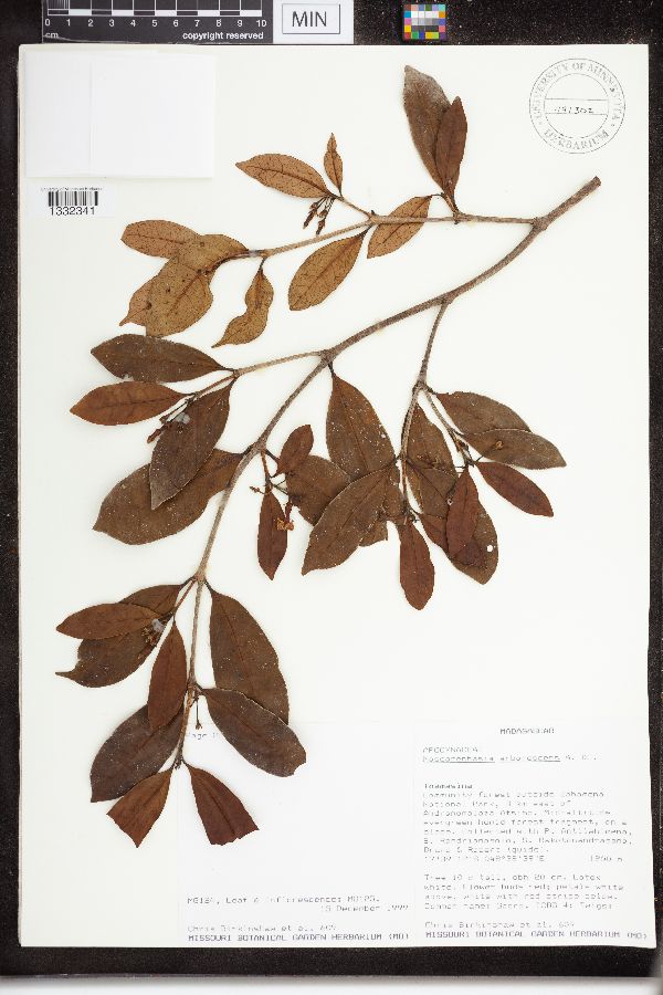 Mascarenhasia arborescens image