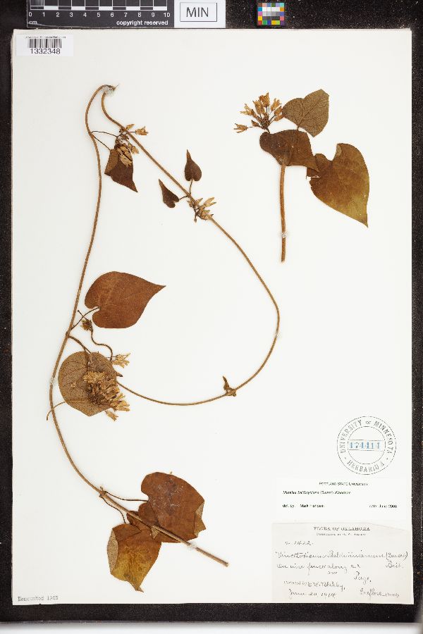 Matelea baldwyniana image