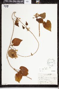 Image of Matelea baldwyniana