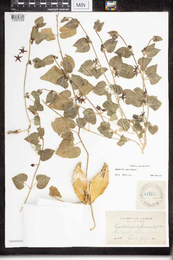 Matelea biflora image