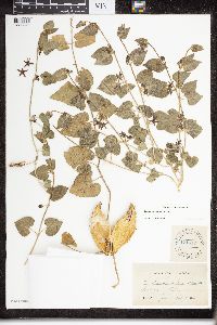 Image of Matelea biflora