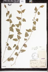 Matelea biflora image