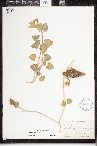 Matelea biflora image