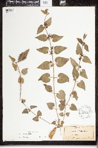 Matelea biflora image