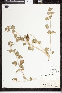 Matelea biflora image