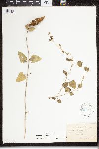Matelea biflora image