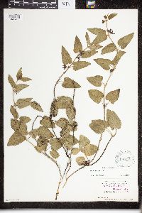 Matelea biflora image