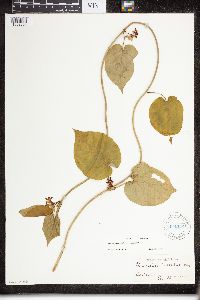 Image of Matelea carolinensis