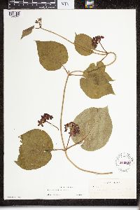 Matelea carolinensis image
