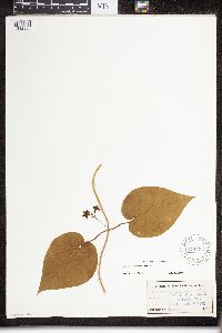 Matelea carolinensis image
