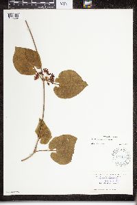 Matelea carolinensis image
