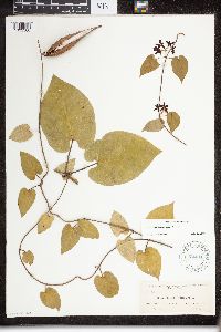 Matelea carolinensis image