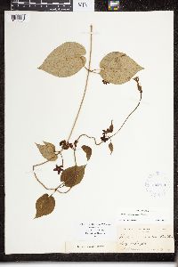 Matelea carolinensis image