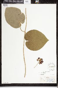 Matelea carolinensis image