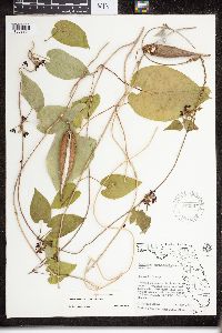 Matelea carolinensis image