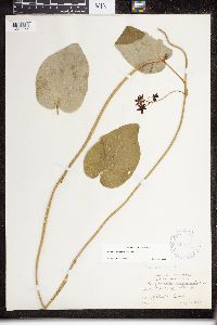 Matelea carolinensis image