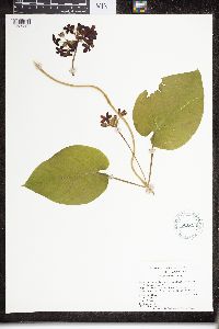 Matelea carolinensis image