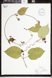 Matelea carolinensis image