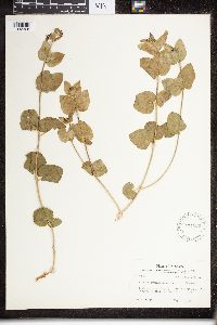 Image of Matelea cynanchoides