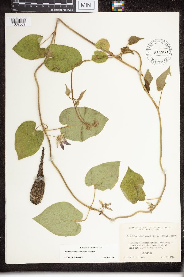 Matelea decipiens image