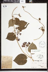 Matelea decipiens image