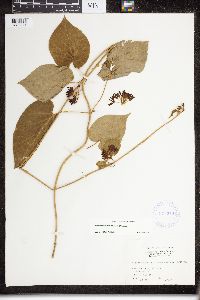 Matelea decipiens image
