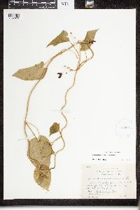 Matelea decipiens image