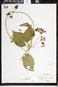 Matelea decipiens image