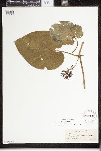 Matelea decipiens image