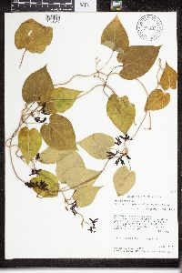 Matelea decipiens image